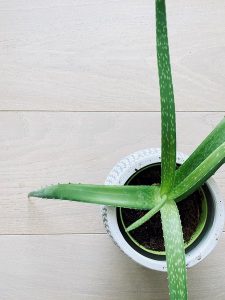 Aloe vera plant from above