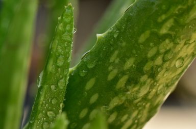 Aloe vera plant leaf close up