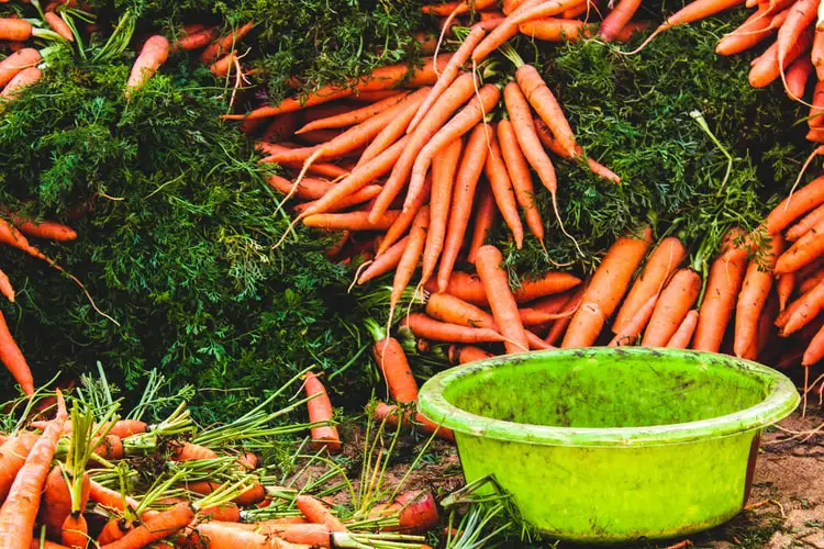 10 benefits of carrot oil for acne-prone skin